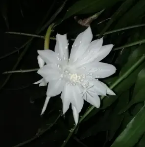 Pat 04 Ineens aan mijn kamerplant